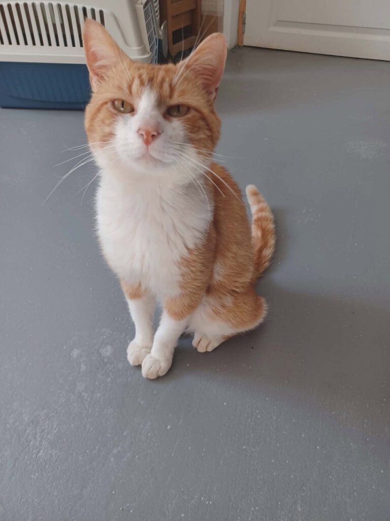 Robin, 1 an ok chats et chiens