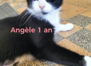 ANGELE 1 AN