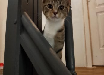 Azalé , 8 mois