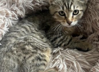 Blue, 3 mois