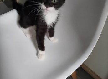DIABOLO, 3 mois