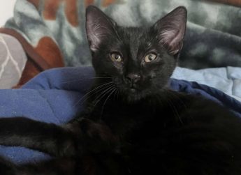 Filou , 3 mois