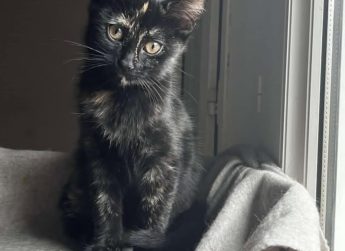 Lila , 3 mois