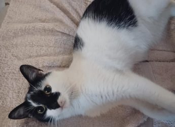 Lily, 6 mois