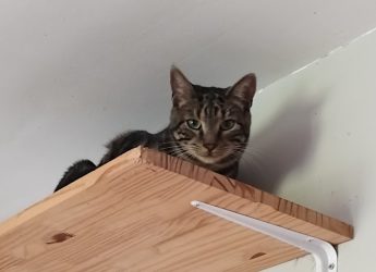 Milo, 1 an