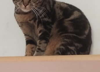 Moka, 1 an