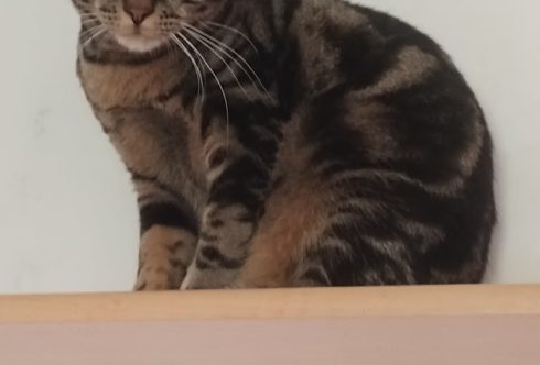Moka 1 an