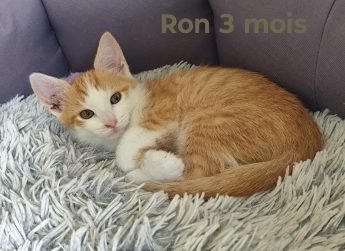 RON , 3 mois