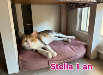 STELLA, 1 an