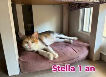 STELLA, 1 an