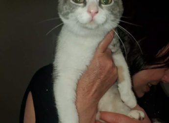Baladin , 4 mois