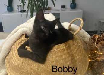 Bobby , 3 mois