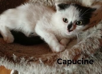 Capucine 3 mois et demi