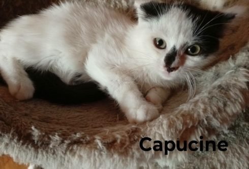 capucine