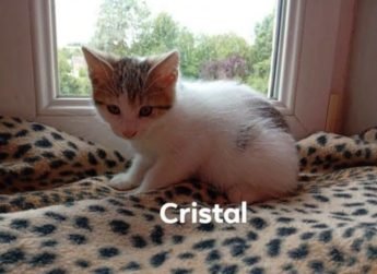 Cristal 3 mois et demi