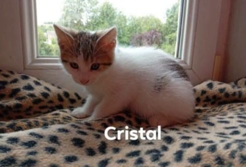 cristal