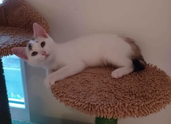 Elsa , 2 mois et demi