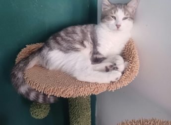 Léonie 5 mois