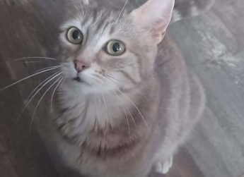 MILA, 2 ans