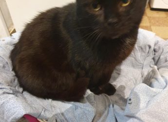 Mystère, 12 ans
