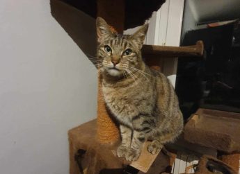 Paillette, 4 ans