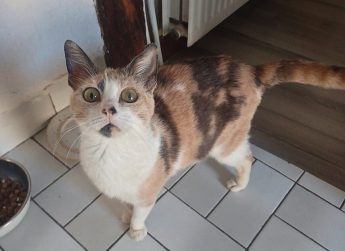 Photo, Chat, Adopter