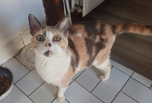 Adopter chat Nova, 5 ans, chatte de couleur tricolore.