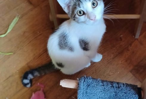 plume male 3 mois