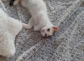 Pomme, 2 mois et demi