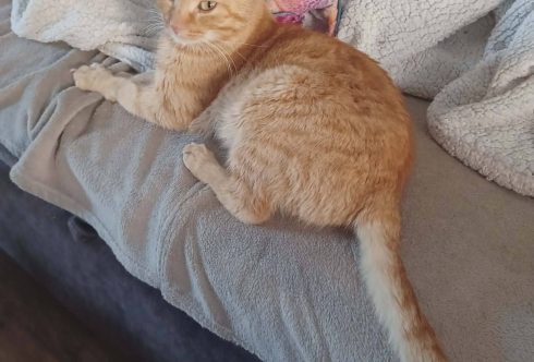 roux 4 ans