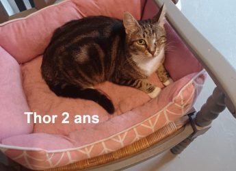 Thor 2 ans et demi